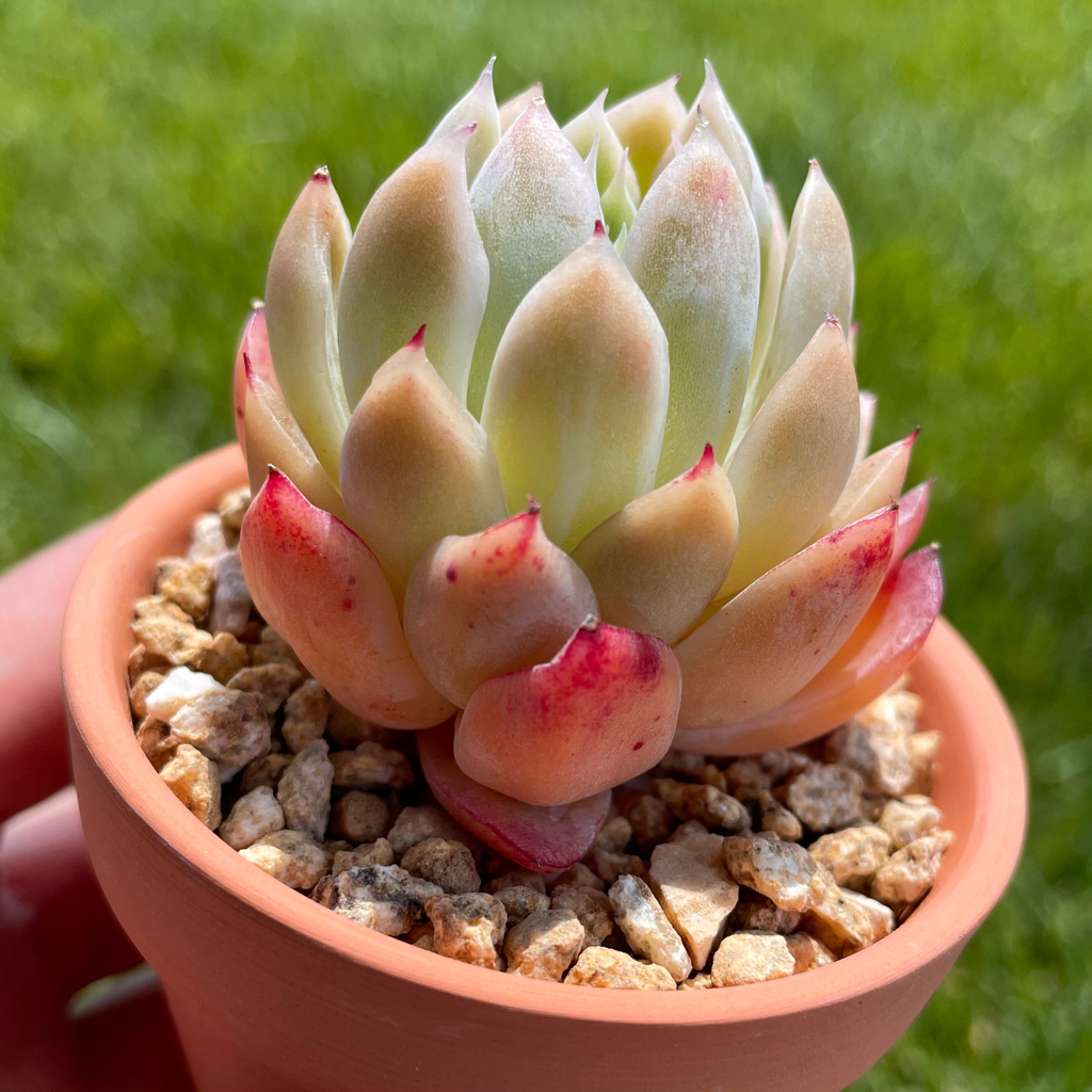 Echeveria Raspberry Ice x Rubin