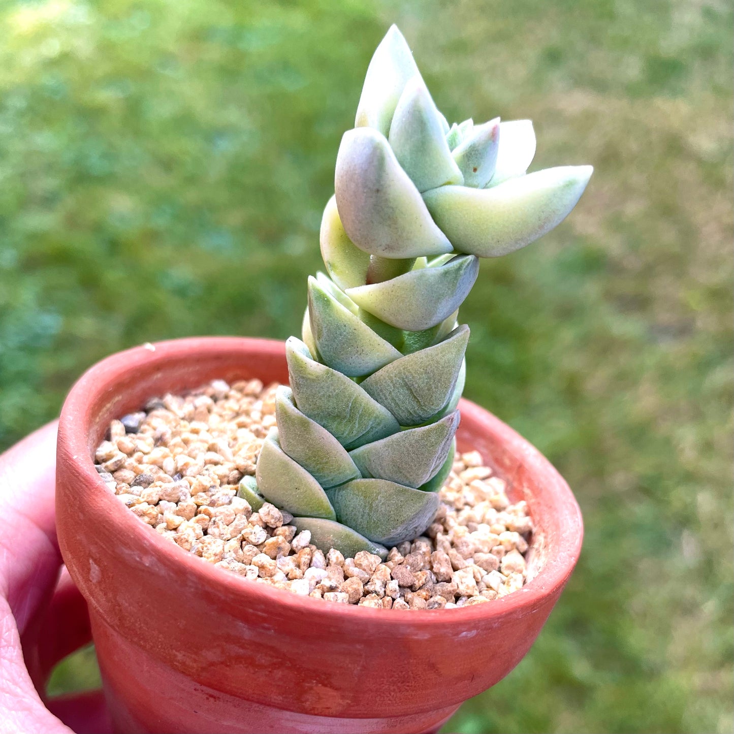 Crassula Moonglow Variegated (Specimen 2)