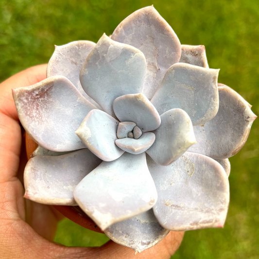 Echeveria Tiramisu