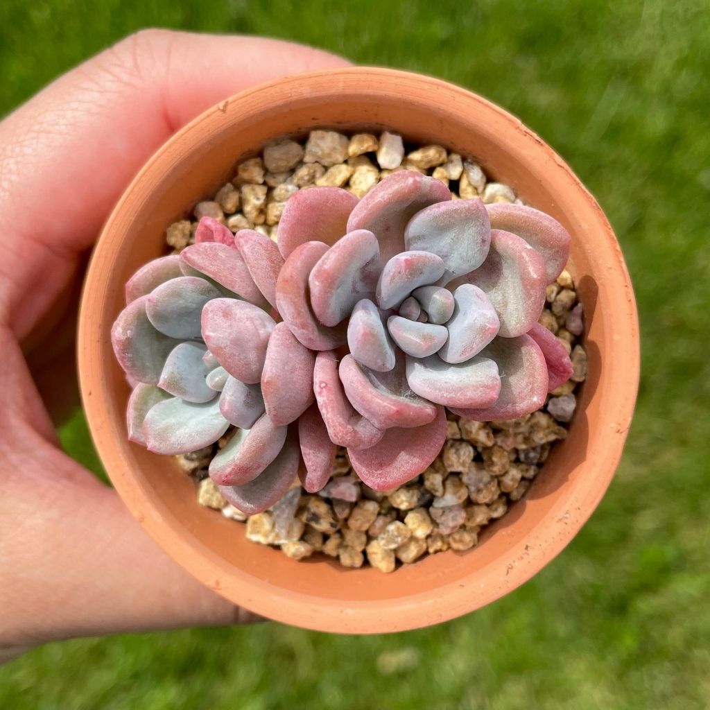 Echeveria Amor Fati (Specimen 1)