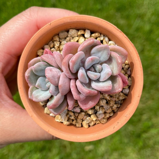 Echeveria Amor Fati (Specimen 1)