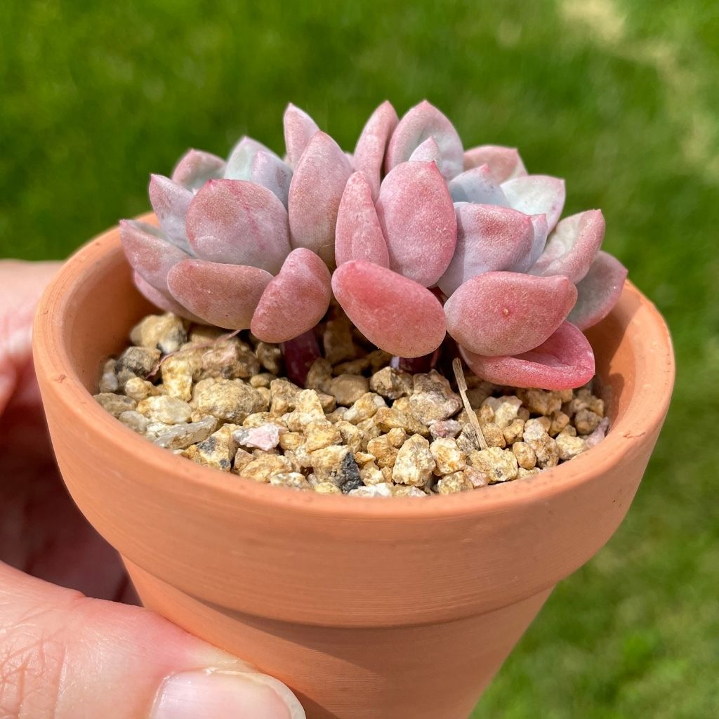 Echeveria Amor Fati (Specimen 1)