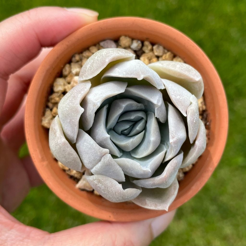 Echeveria Blossom (Specimen 1)