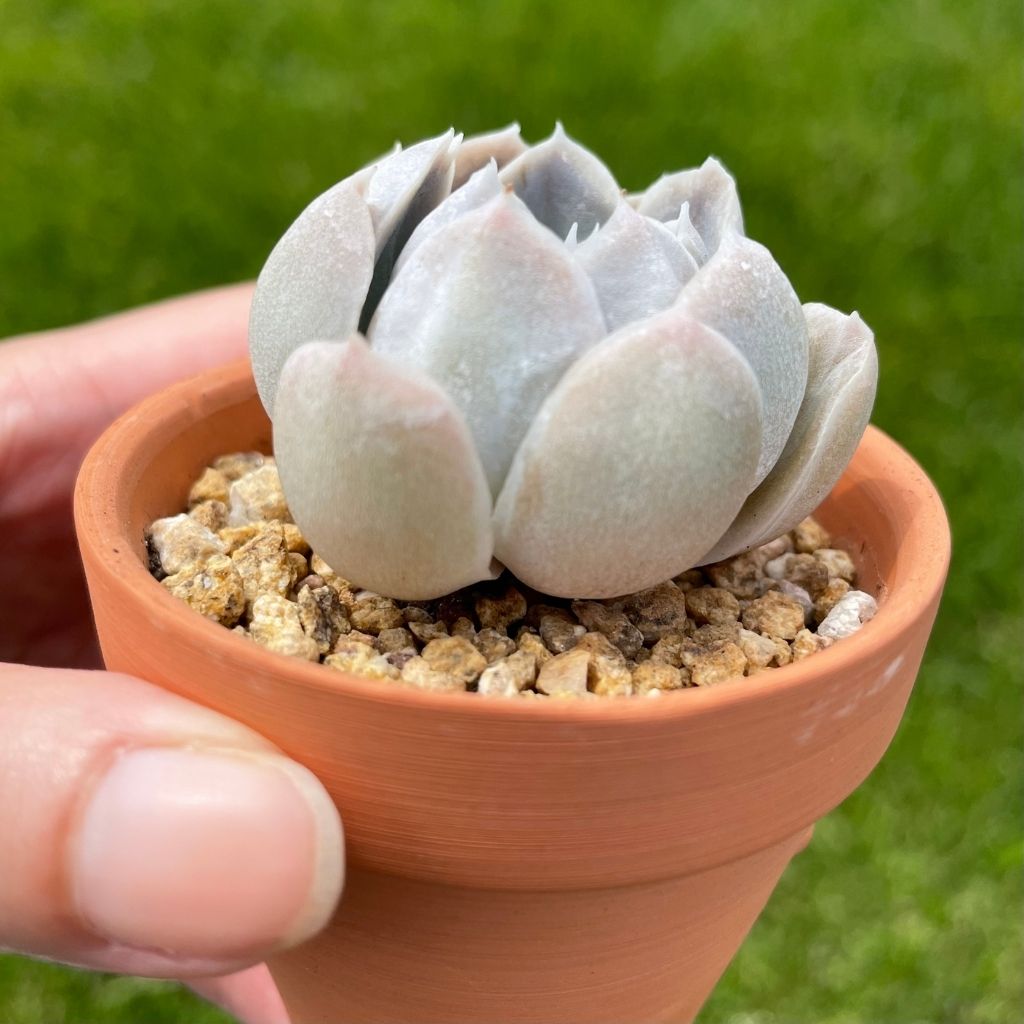 Echeveria Blossom (Specimen 1)