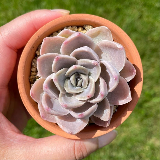 Echeveria Blossom (Specimen 2)