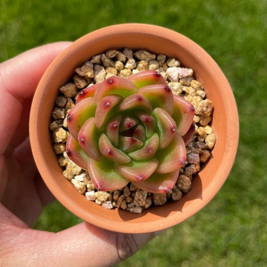 Echeveria Chaal Stone