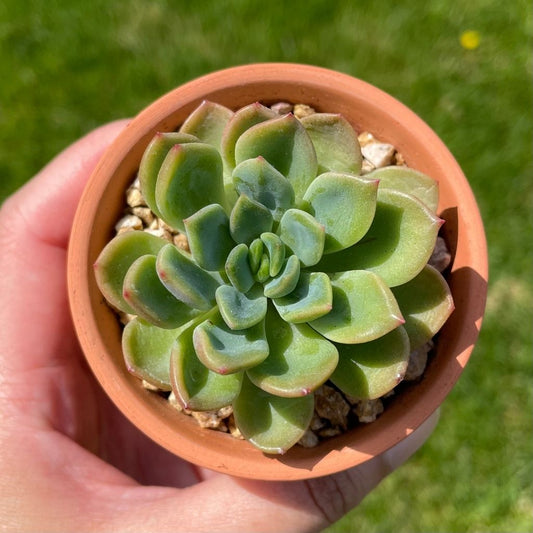 Echeveria Dentra Jam