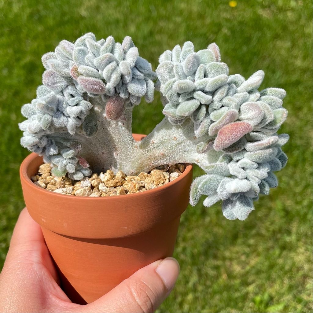 Echeveria Frosty Cristata (Specimen 1)