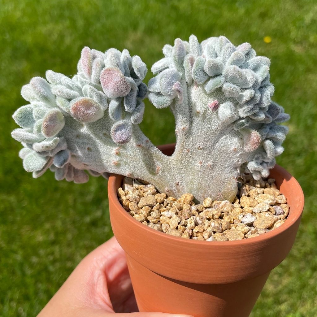 Echeveria Frosty Cristata (Specimen 1)