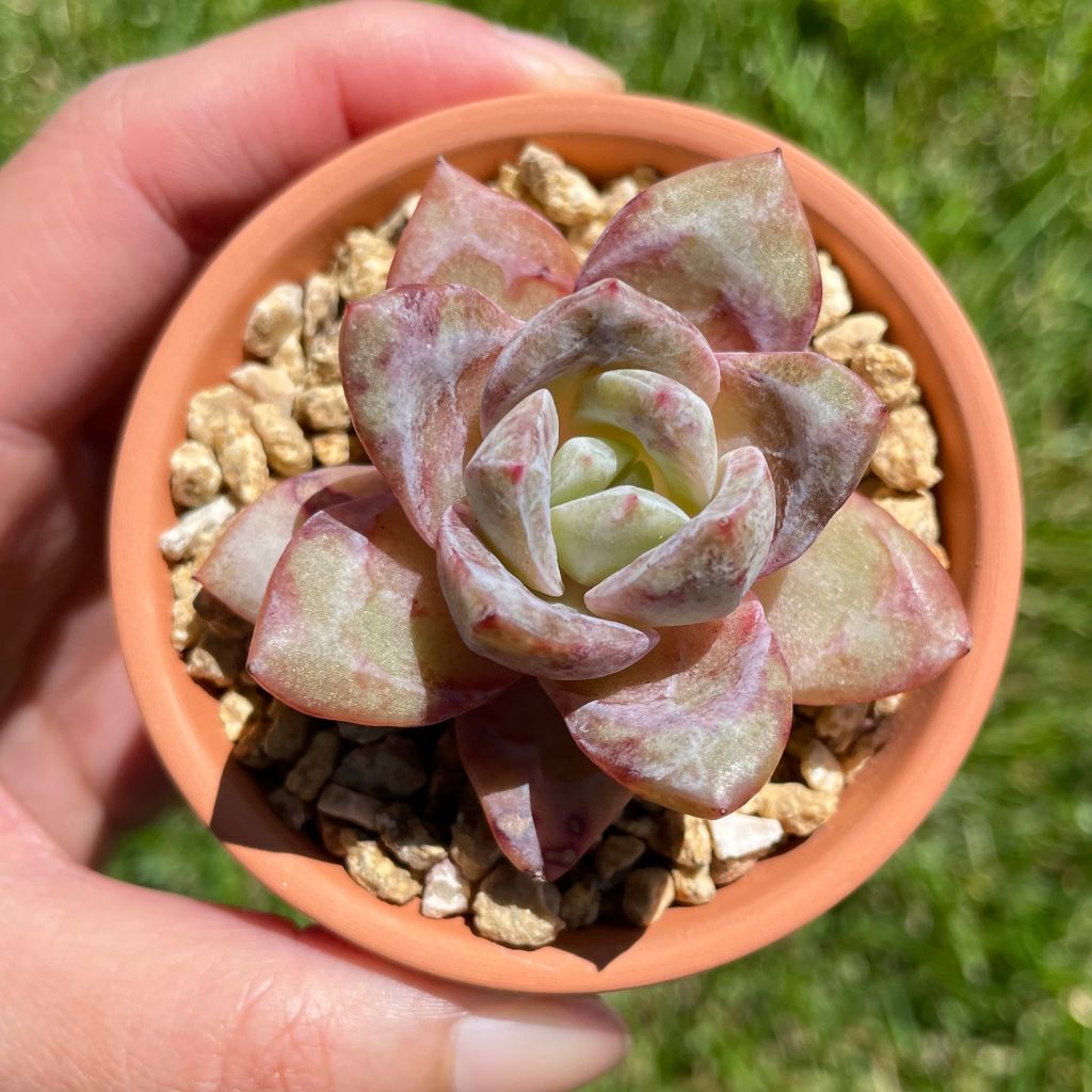 Echeveria German Champaige