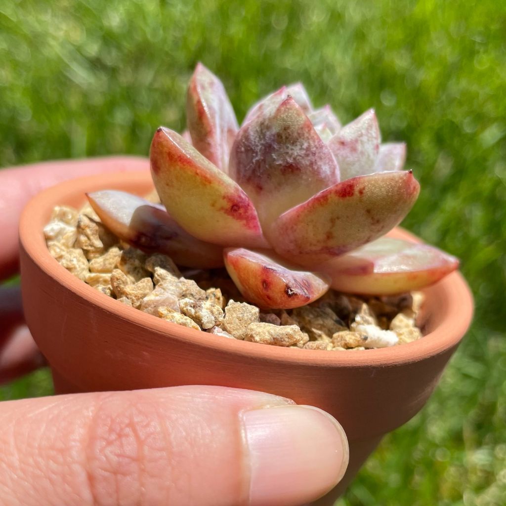 Echeveria German Champaige