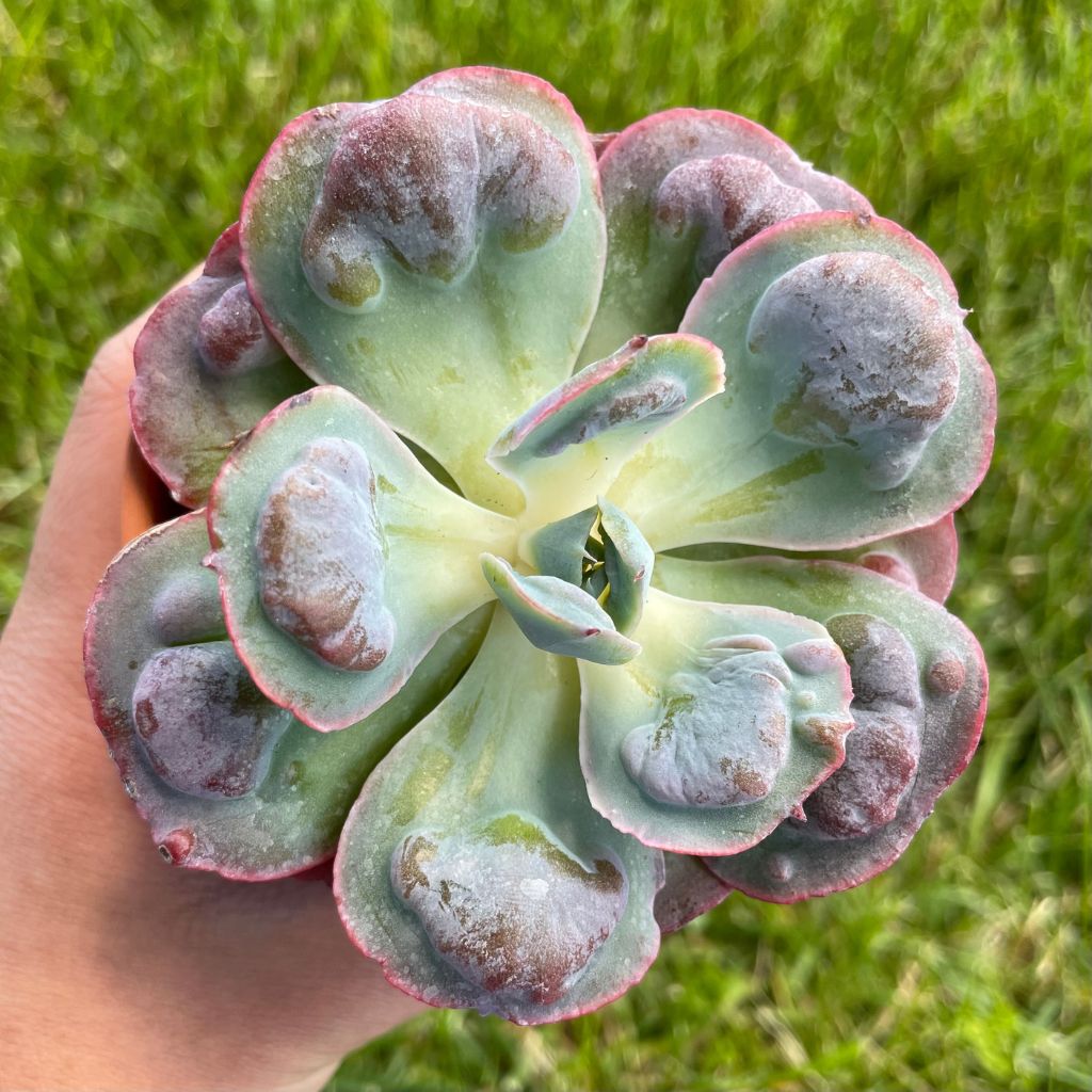 Echeveria Hearts Delight