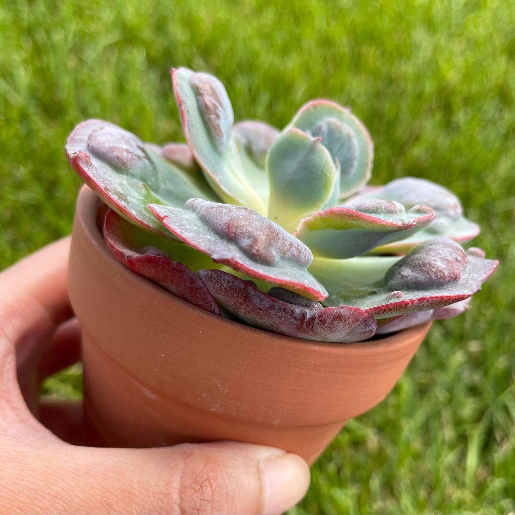 Echeveria Hearts Delight