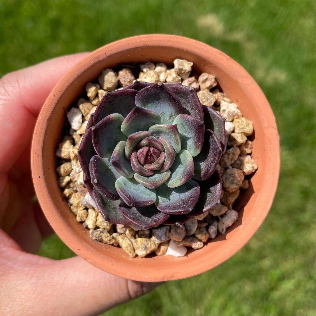 Echeveria Heukhwayeon