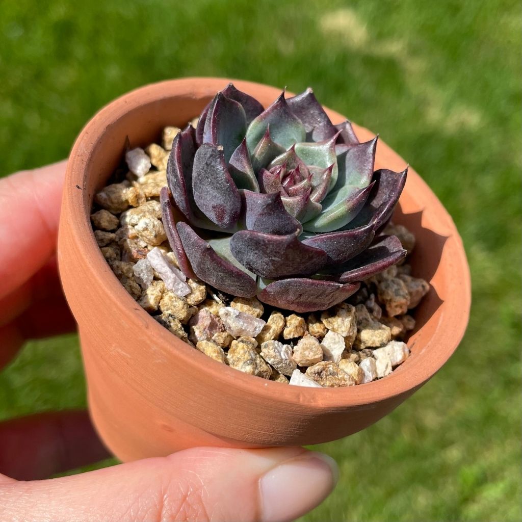 Echeveria Heukhwayeon