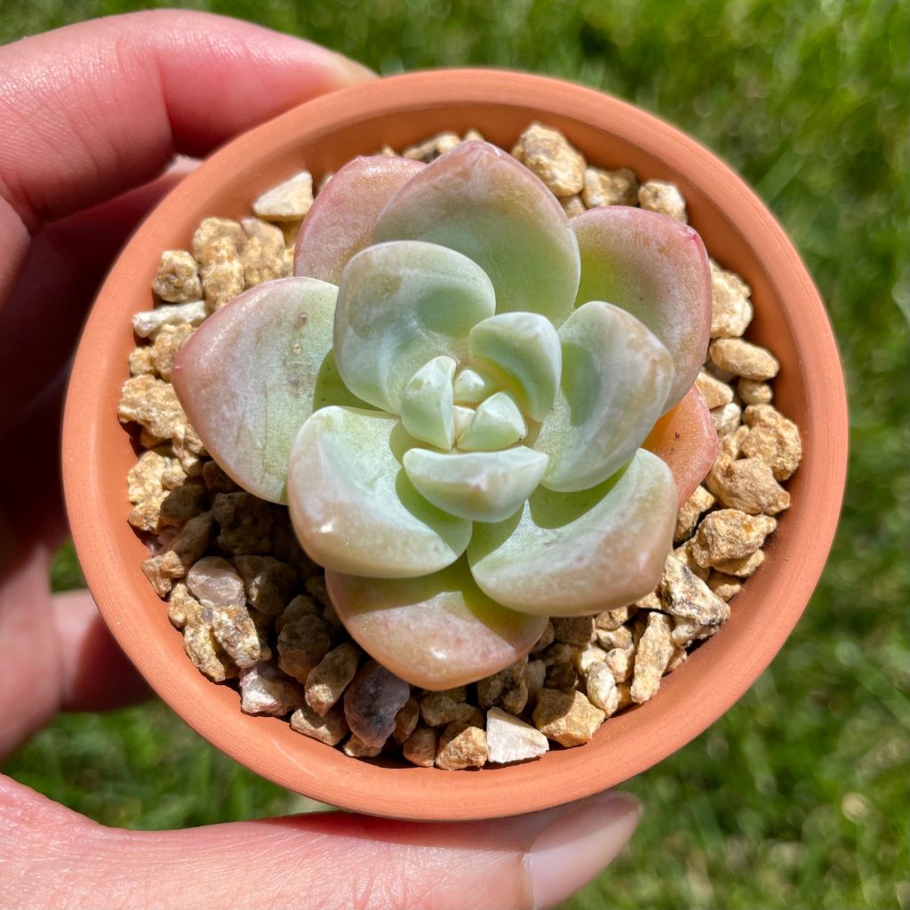 Echeveria Ice Green