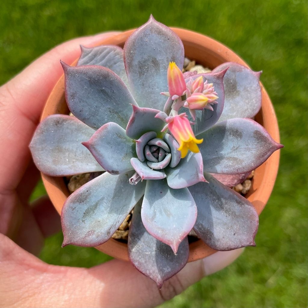 Echeveria Laulensis