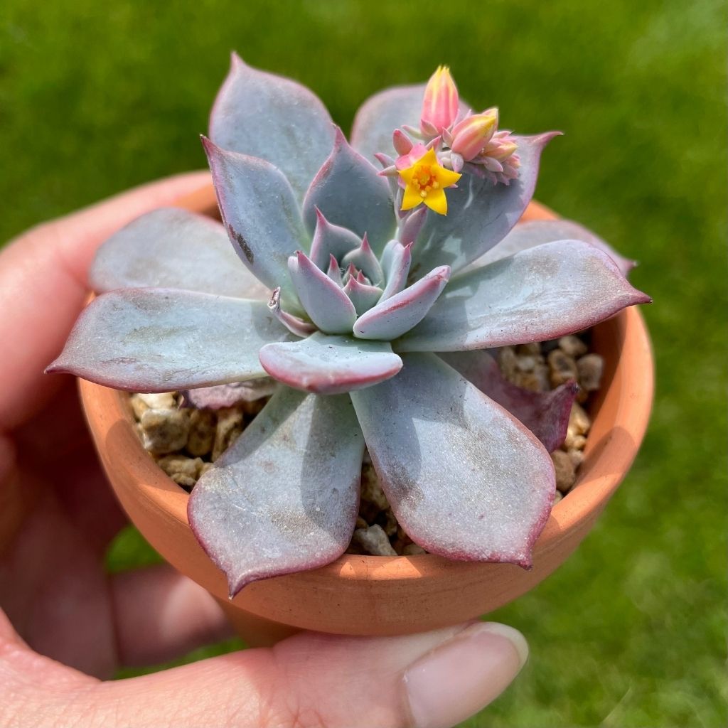 Echeveria Laulensis