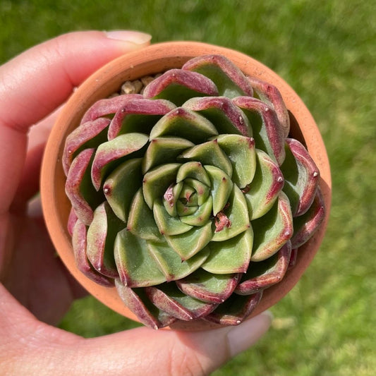 Echeveria Melanie (Specimen 1)