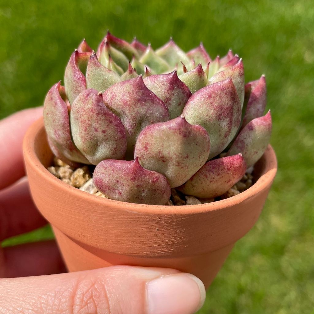 Echeveria Melanie (Specimen 1)