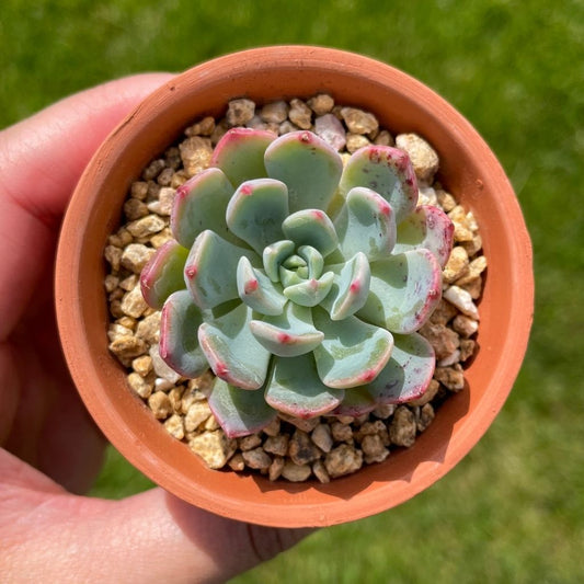 Echeveria Nana Mini Hook