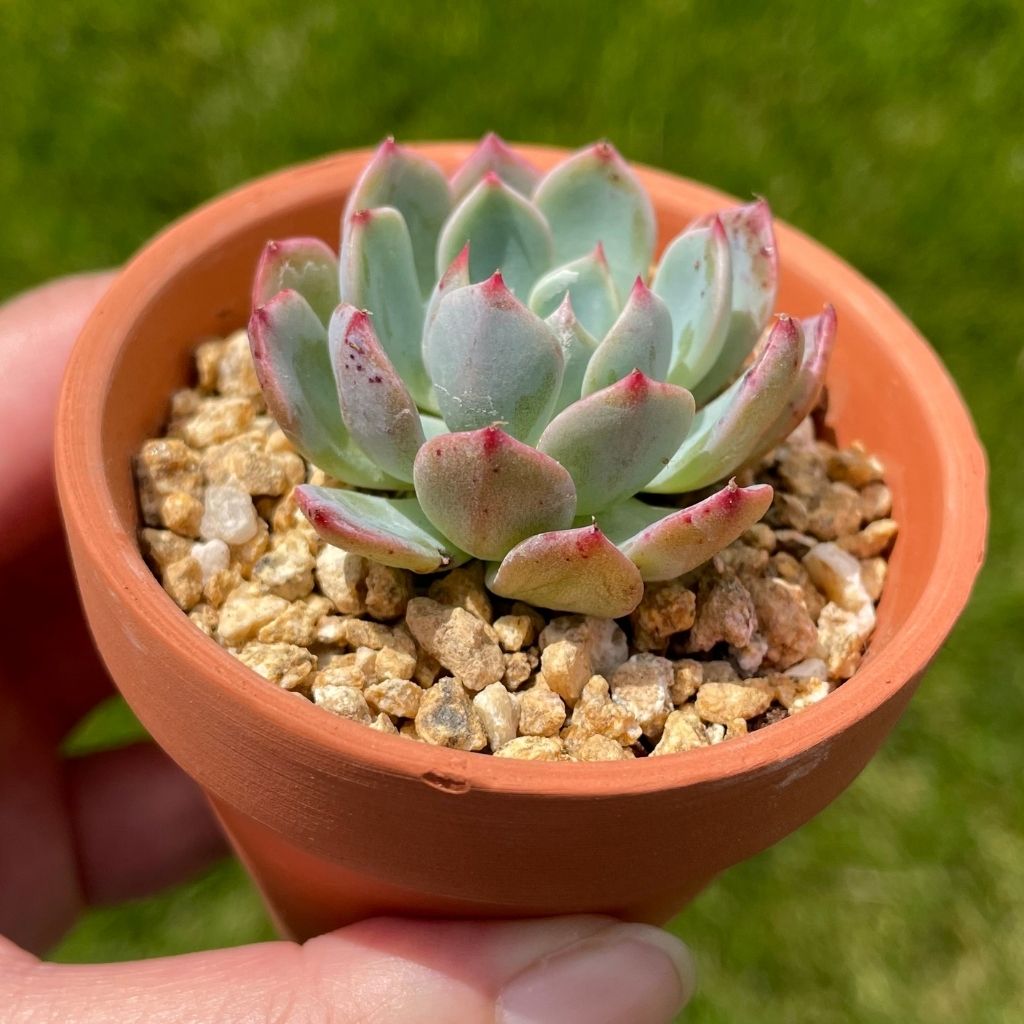 Echeveria Nana Mini Hook