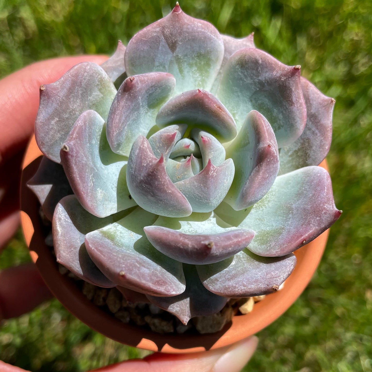 Echeveria Pikachu