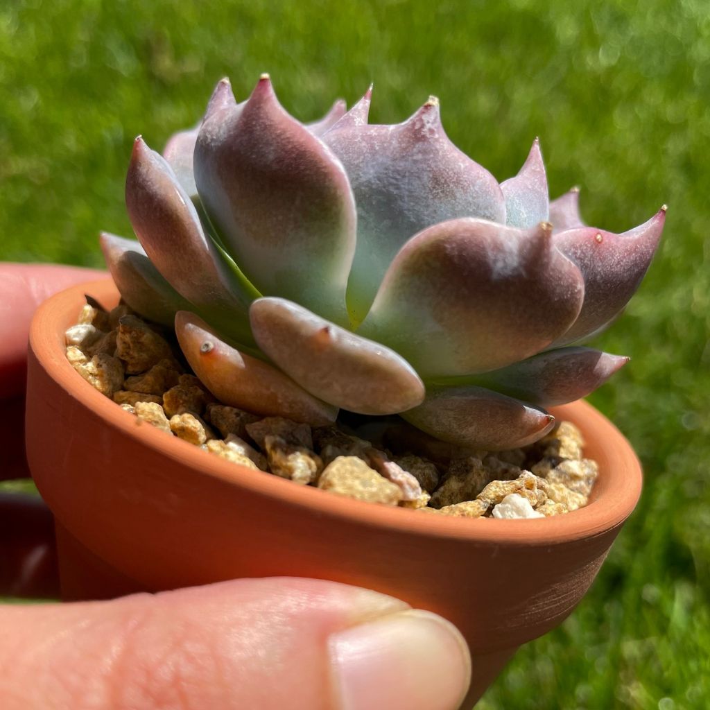 Echeveria Pikachu