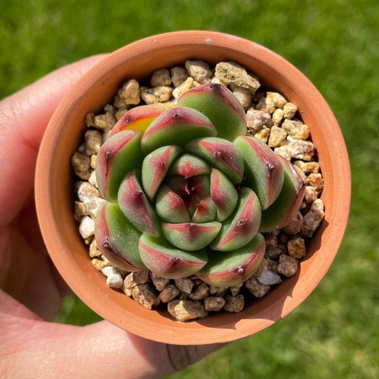 Echeveria Red Cone