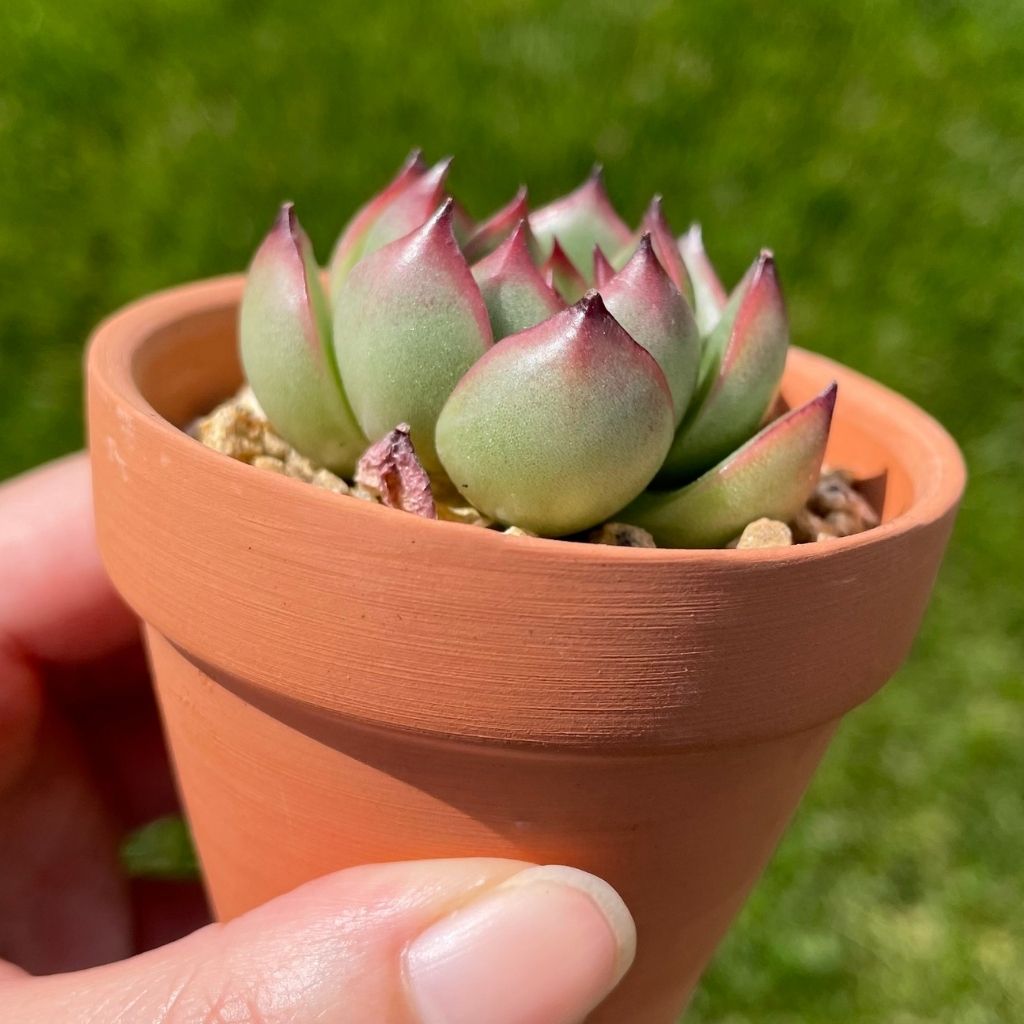 Echeveria Red Cone