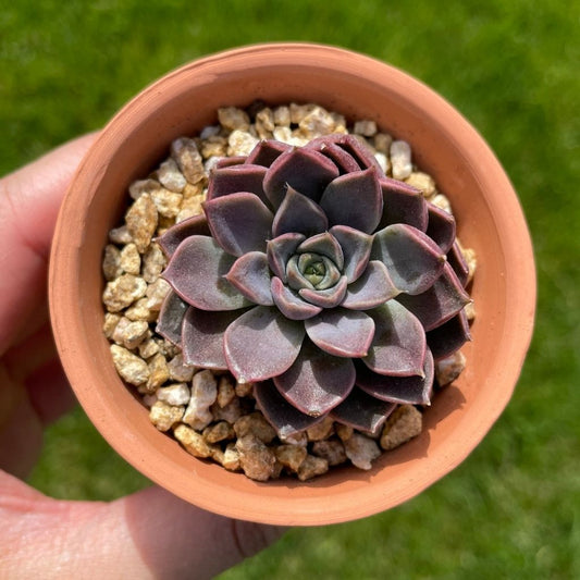 Echeveria Roman