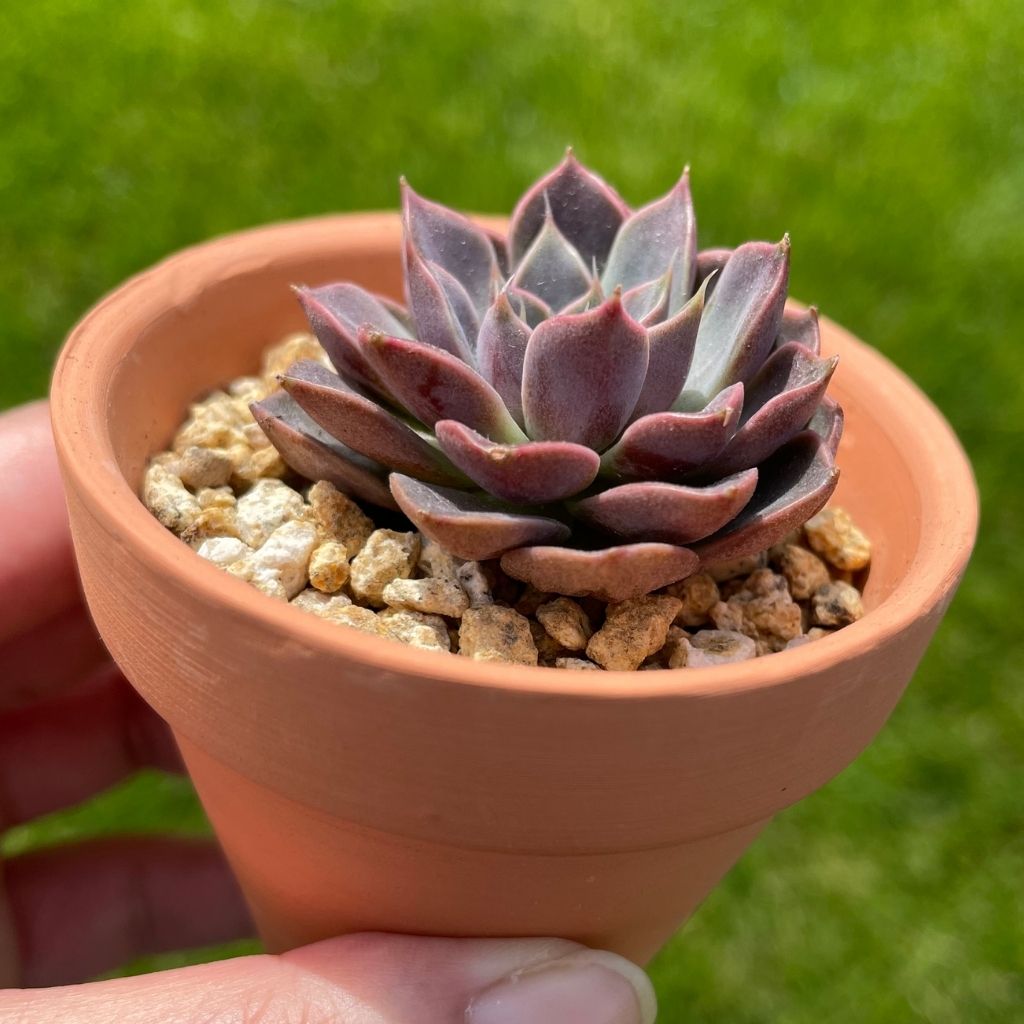 Echeveria Roman