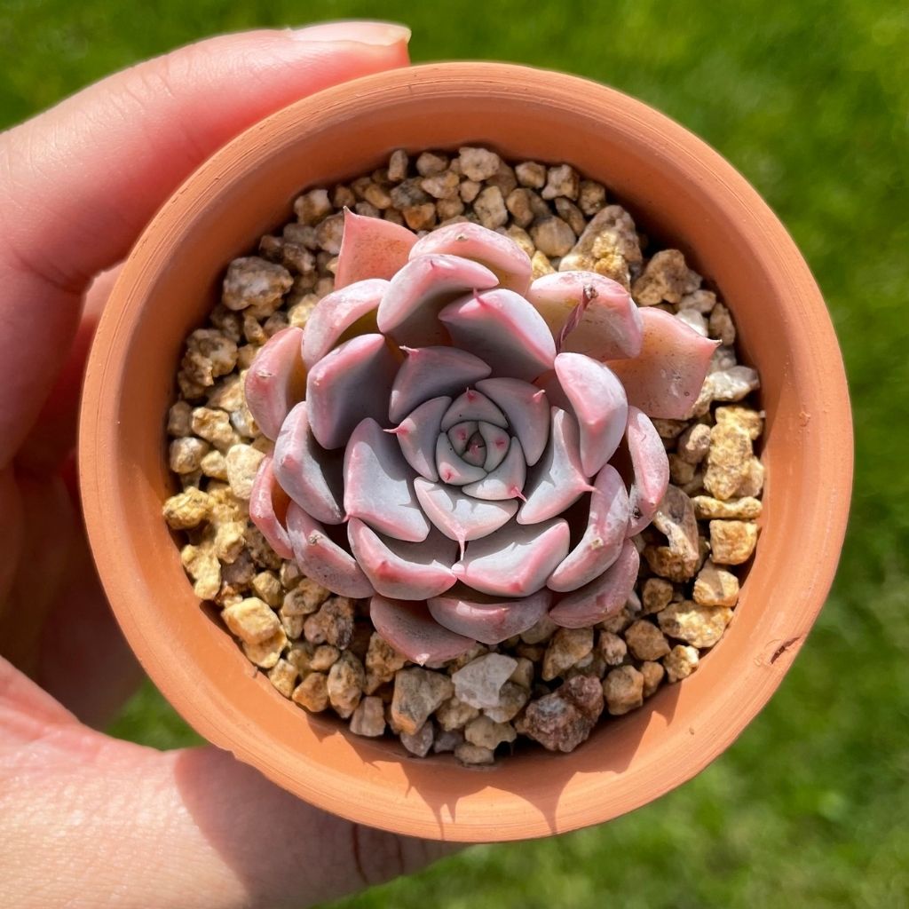 Echeveria Texensis Rosea