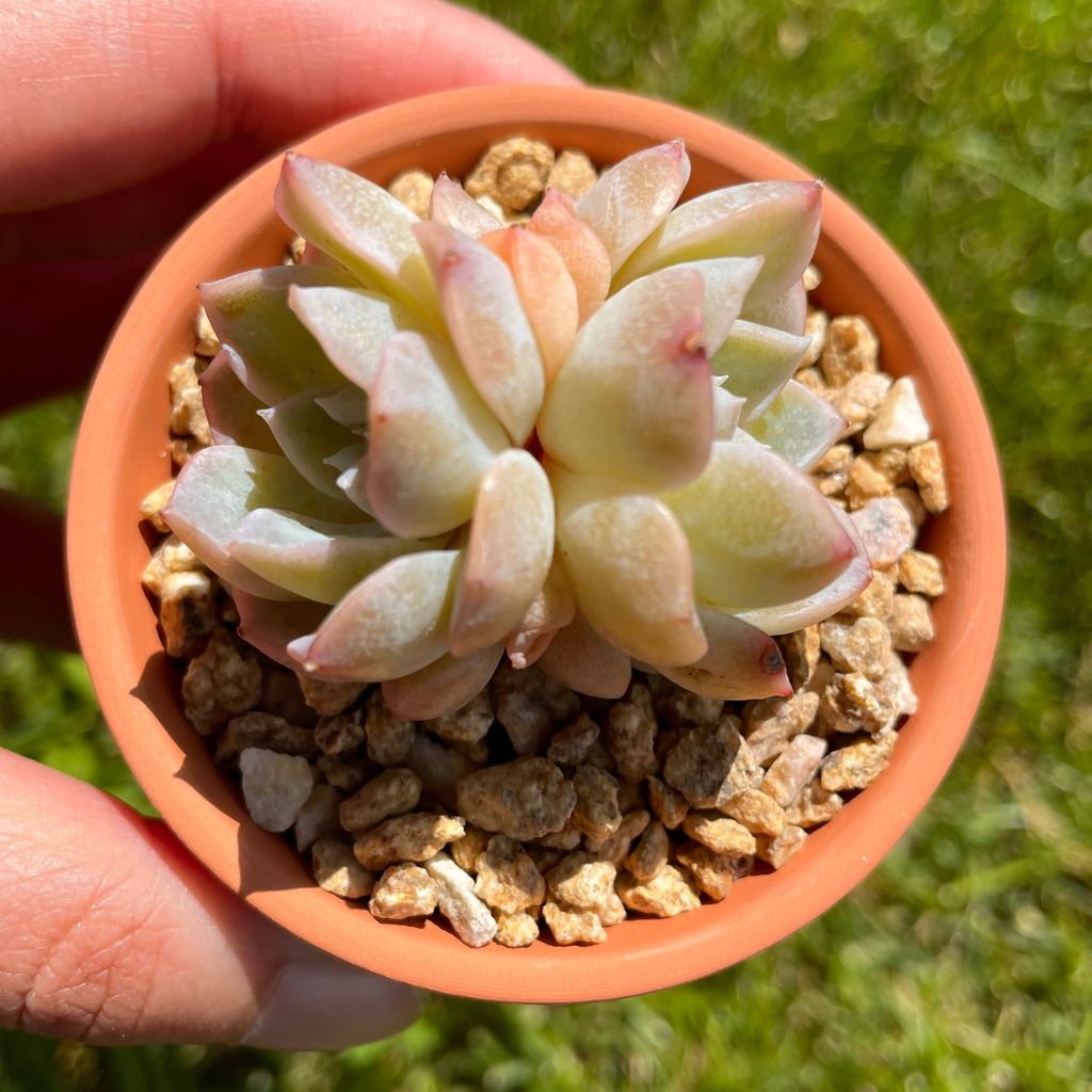 Echeveria Pure Love