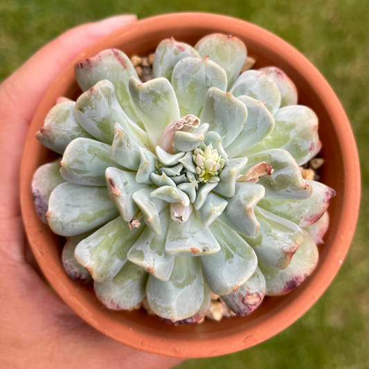 Echeveria Fly To The Sky