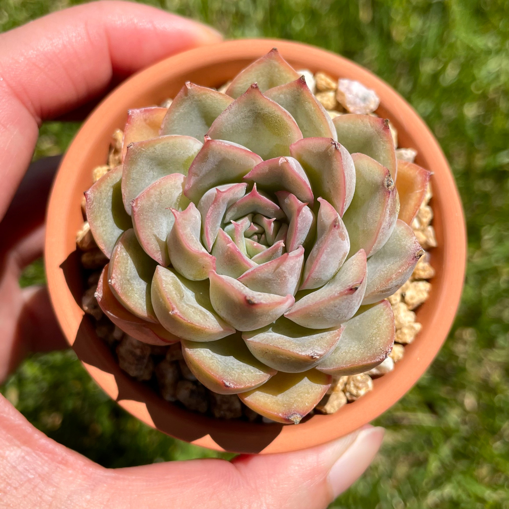 Echeveria Pulidonis