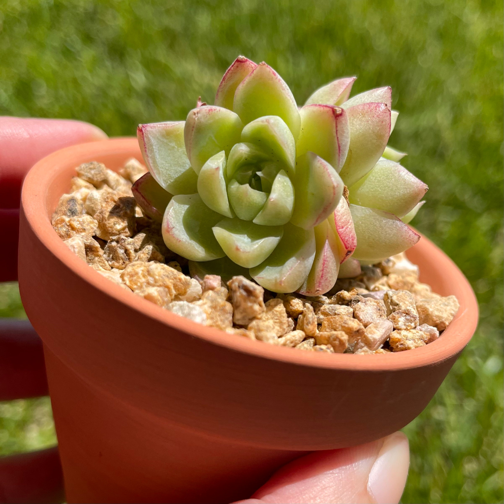 Echeveria Red Queen Cluster